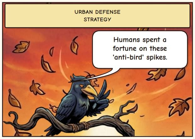 Crows: Urban Planning Experts
